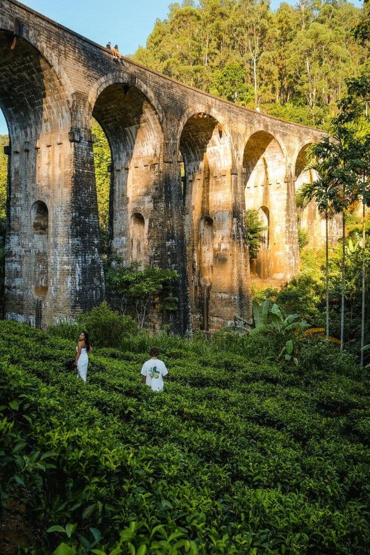 Tea plantation journey in Sri Lanka