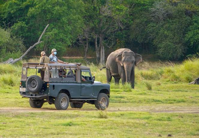 A private wildlife safari encountering an Asian elephant