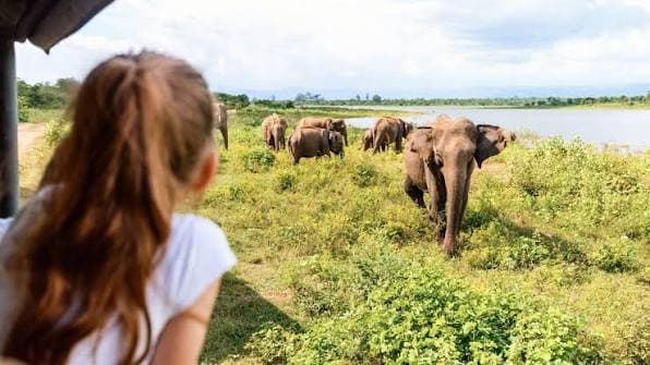 A child watching a herd of Asian elephants during a safari