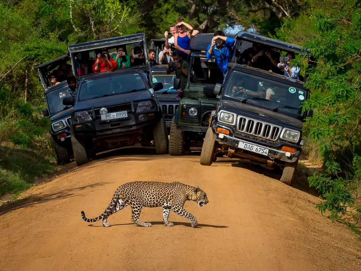 A leopard crossing the trail during a Sri Lankan wildlife safari