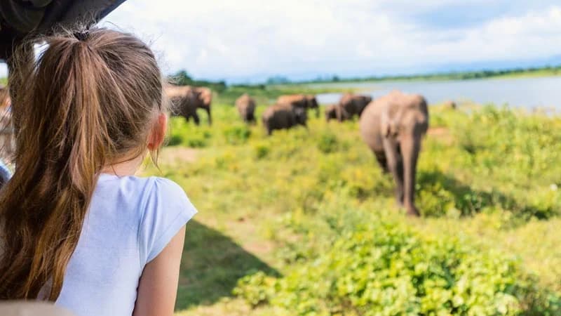 A traveller watching wild Asian elephants from a safari vehicle
