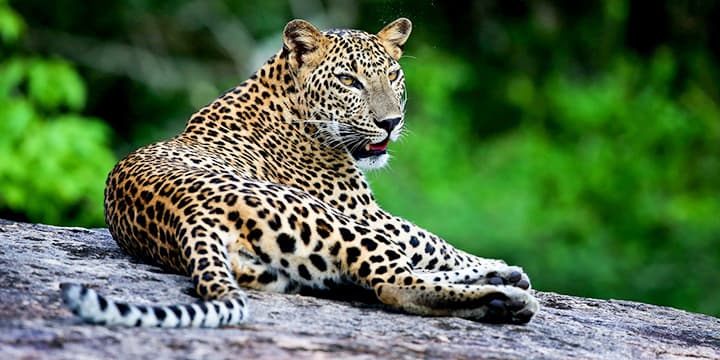 A Sri Lankan leopard resting in a forest